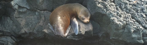 A seal resting on a rock