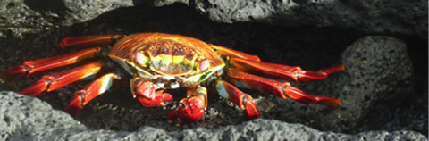 A crab under a rock