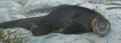 Lizard animal in galapagos 