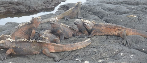 multiple lizard creatures resting